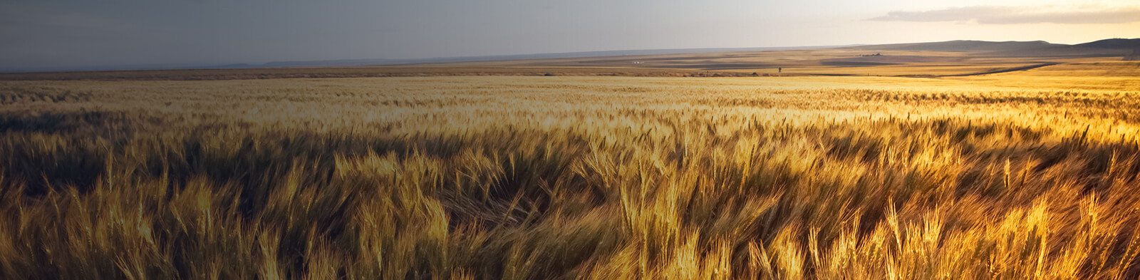 Corn prices plummet as USDA shows far more acres planted than predicted